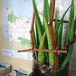 オテル デ カトラン 3* カーン